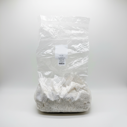 Pilzbrut Austernseitling (Pleurotus ostreatus) - 2 Liter