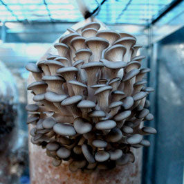 Fertigkultur Austernseitling - Pleurotus ostreatus MG1005 - 1/2 Meter Profi-Kultur