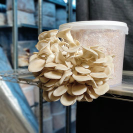 Pilzzuchtset Austernseitling (DIY) - Komplettset für Einsteiger