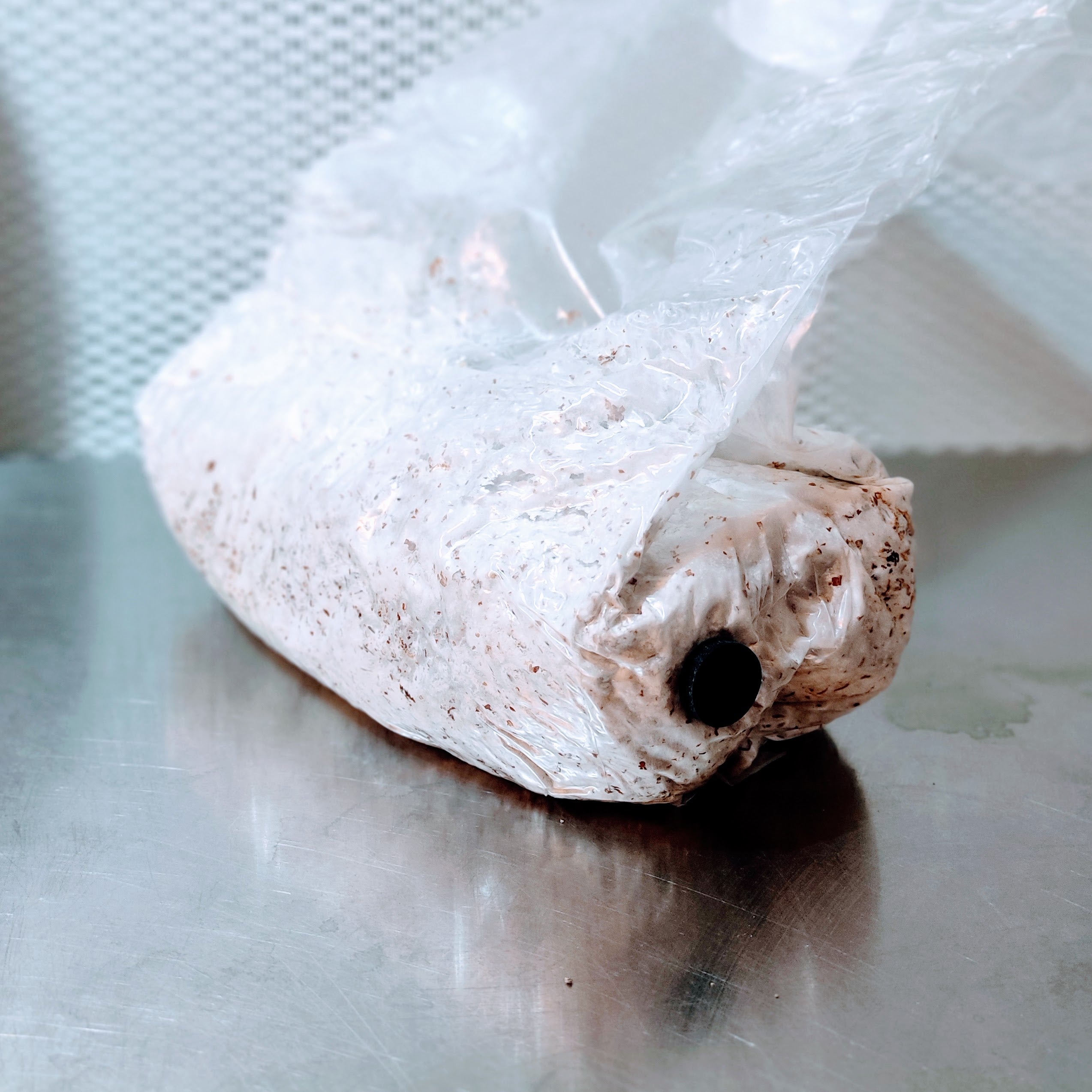 Pilzbrut Grain Spawn - 2 L im Mikrofilterbeutel Kräuterseitling | Pleurotus eryngii MG1105